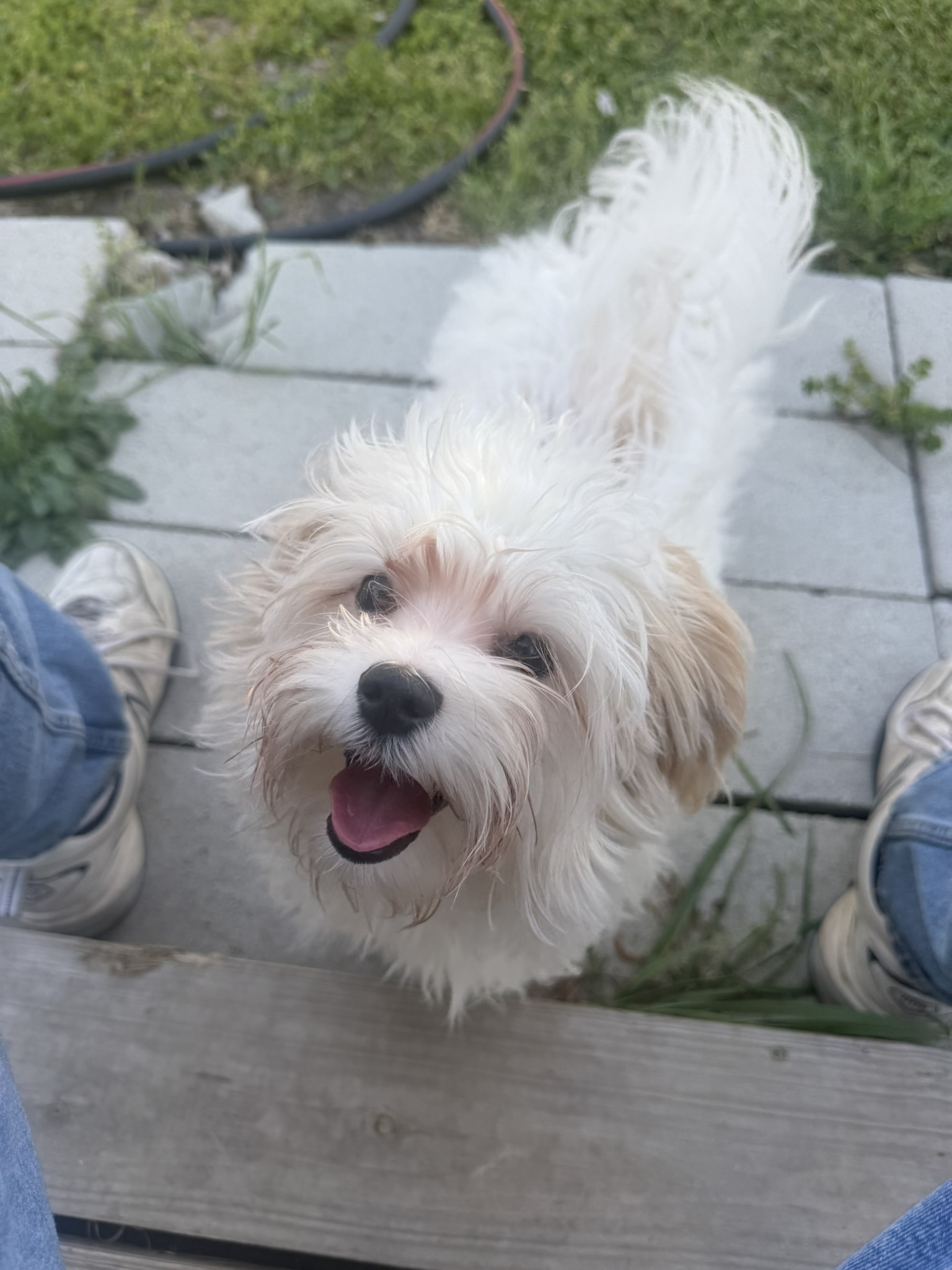 https://dogbreederpro.com/s/dog/ADPwx5j3VxNP7