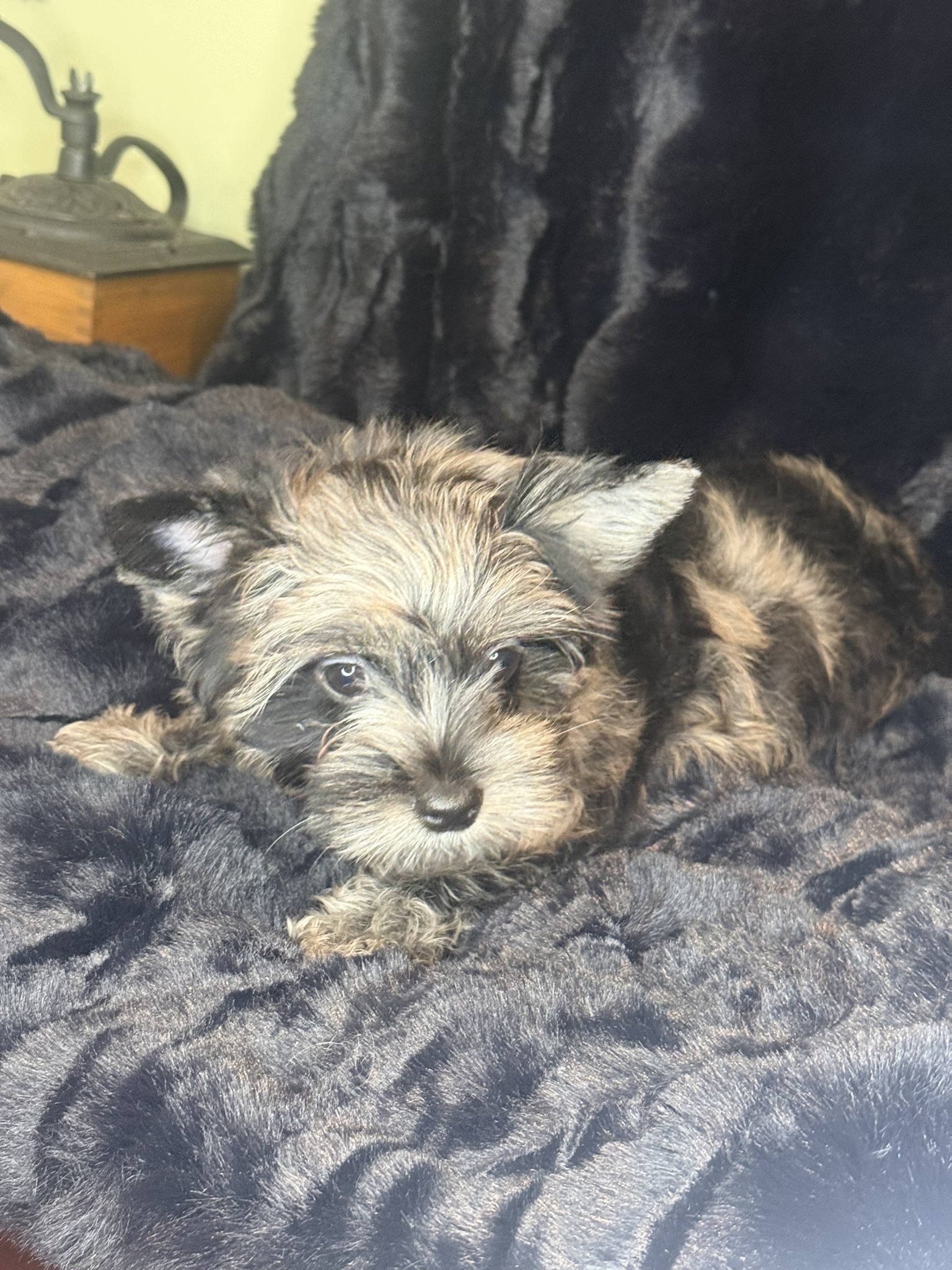 Sky Puppy For Sale